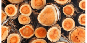 Czym są szkodniki drewna w budynku i gdzie możemy je spotkać?